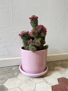 Cactus ~ Diferentes variedades